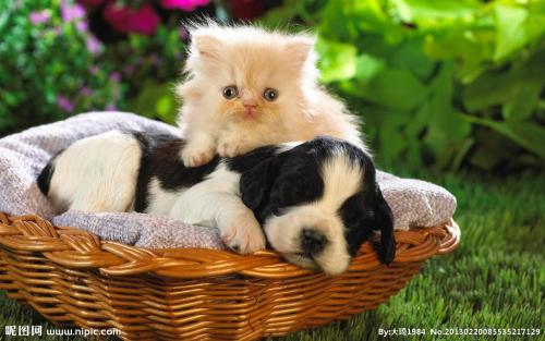 ÐÂÄÜÔ´Æû³µ²¹Ìù±ê×¼ÔÚ2020Äê»ù´¡ÉÏÍËÆÂ20%