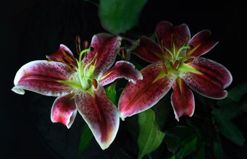 ⶭӢְ