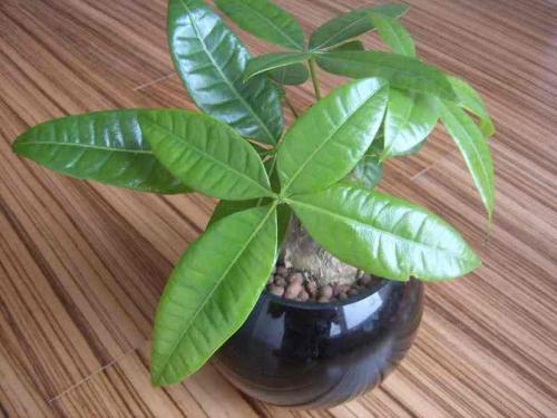 ս˼άжϵ òȷж